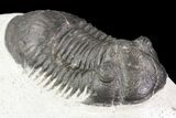 Lot: Assorted Devonian Trilobites - Pieces #76968-2